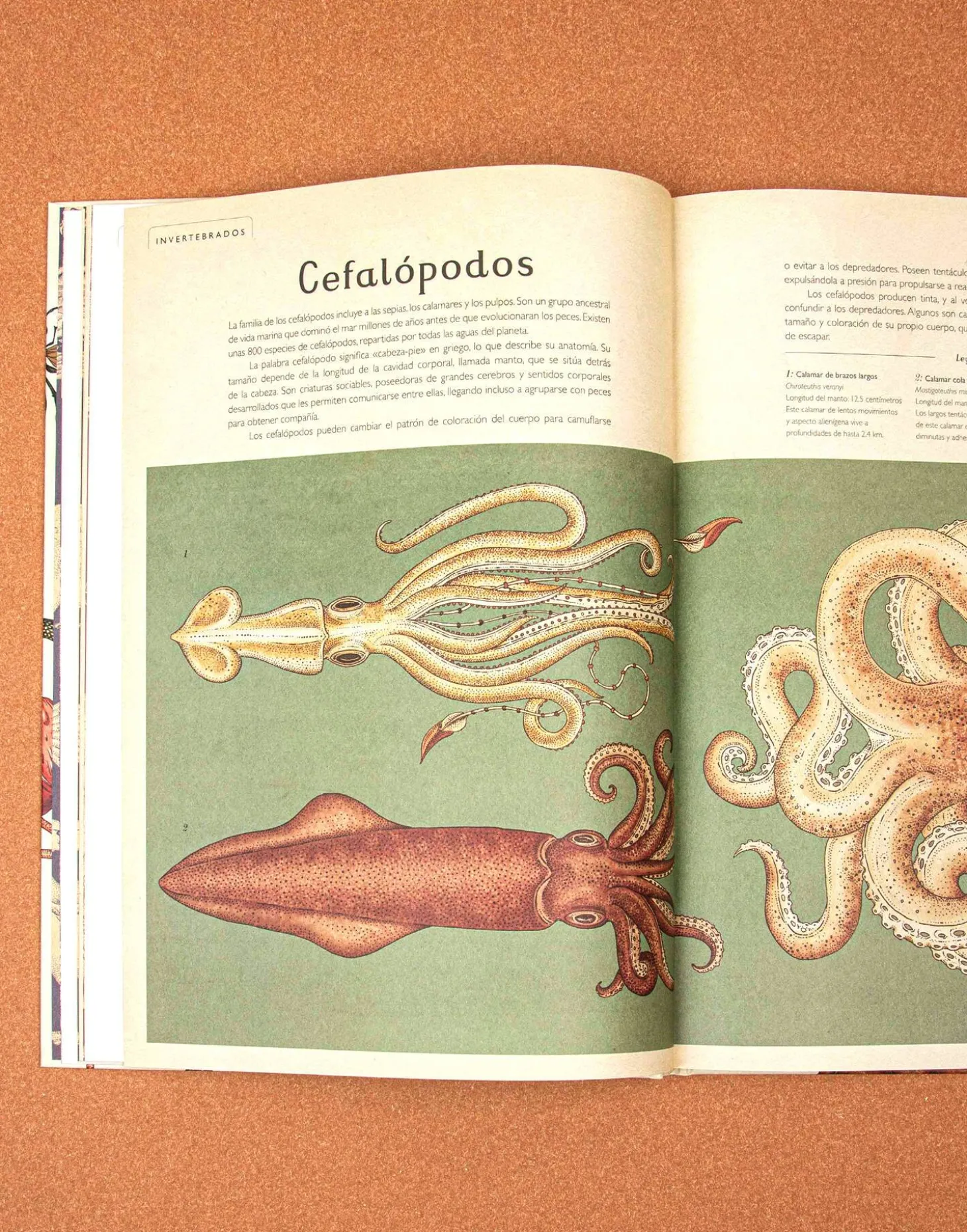 Natura Selection Libros>Animalium